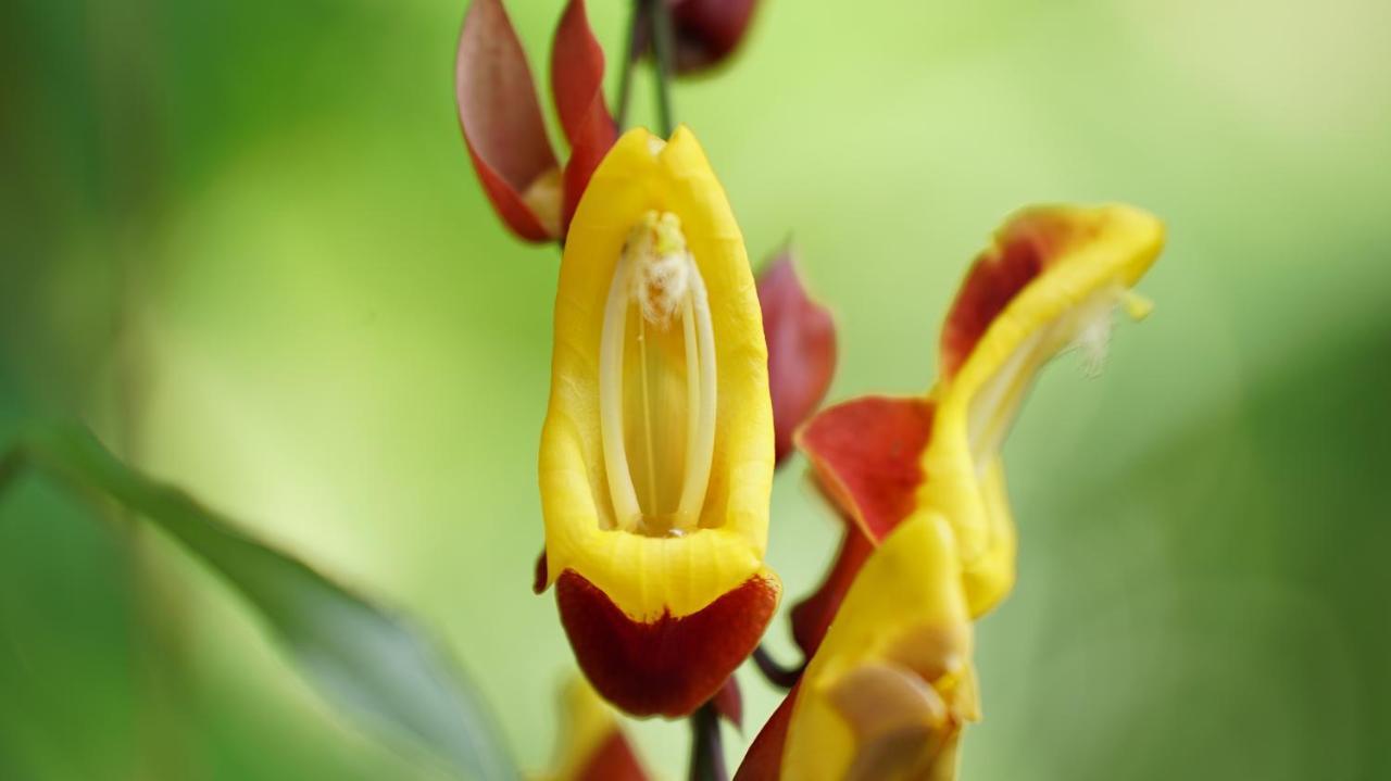 Finca La Argelia Quimbaya Luaran gambar