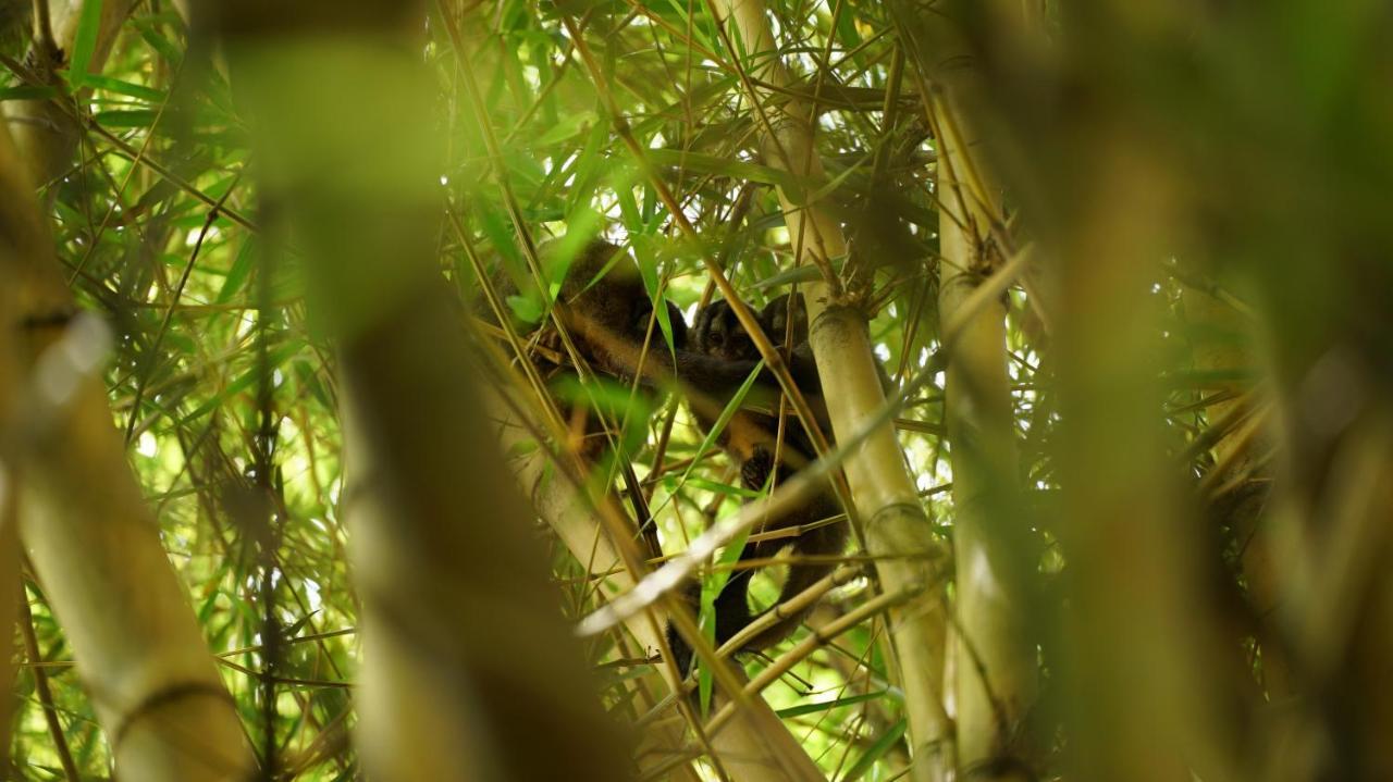 Finca La Argelia Quimbaya Luaran gambar
