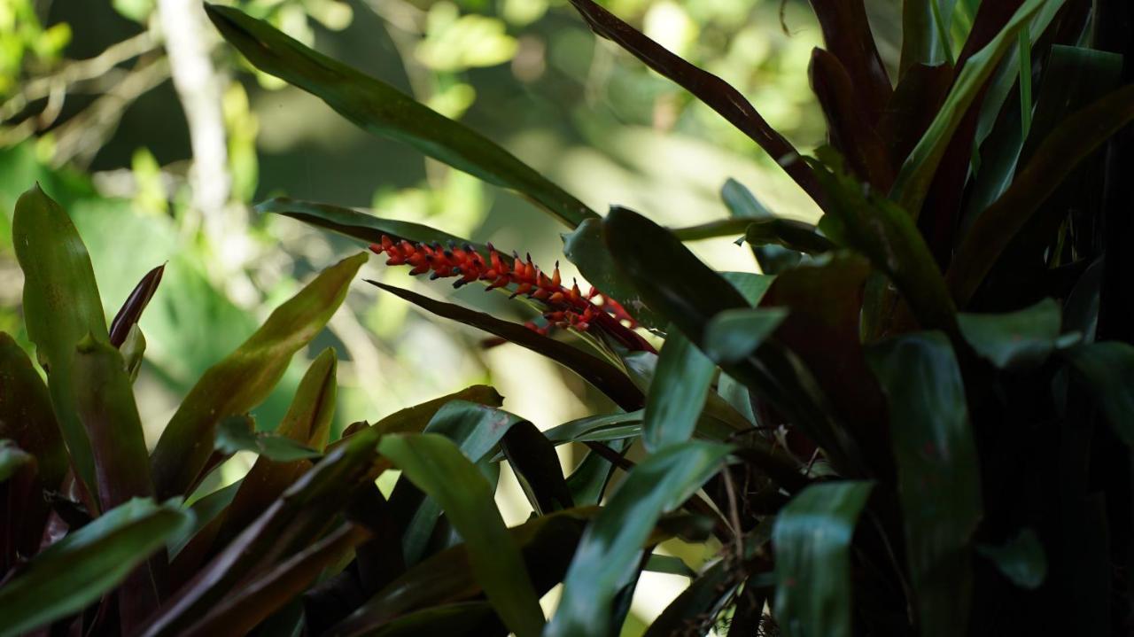 Finca La Argelia Quimbaya Luaran gambar