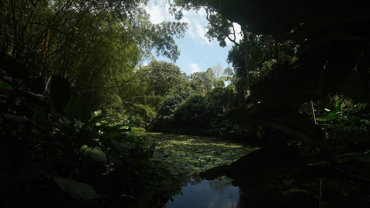 Finca La Argelia Quimbaya Luaran gambar